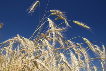gedreidefeld