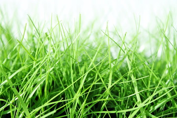 Gras