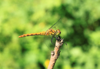 Dragonfly
