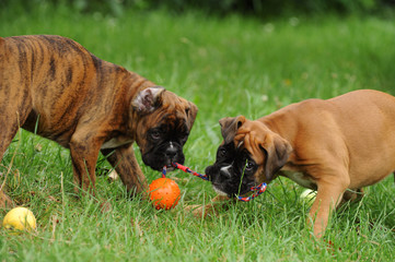 Boxerwelpen 110.1