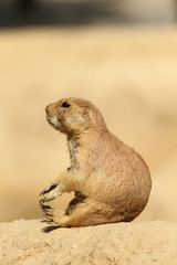 Prairie dog sitting on a sandy hill
