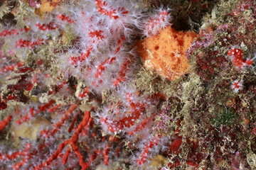 Fototapeta na wymiar corallo rosso