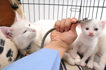 Veterinarian examining cute white kitten with a stethoscope.