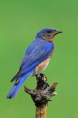 Obraz premium Eastern Bluebird