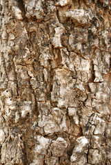 bark forest tree veneer wood.