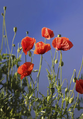 mohnblumen vor blauem hintergrund