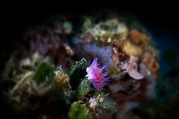 flabellina rosa