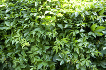 Fototapeta na wymiar Wall of ivy plant