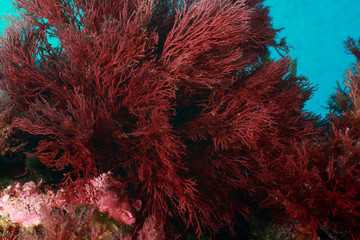 alghe marine © marcodeepsub