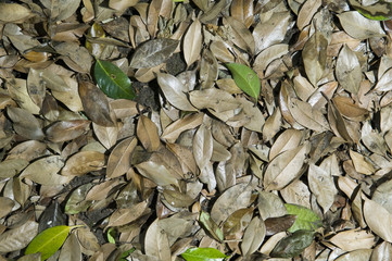 Nature background leaves