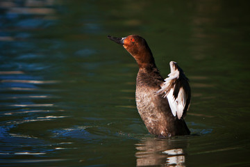 Anatra (Oasi Cicogne e Anatidi di Racconigi), Cuneo, Italia