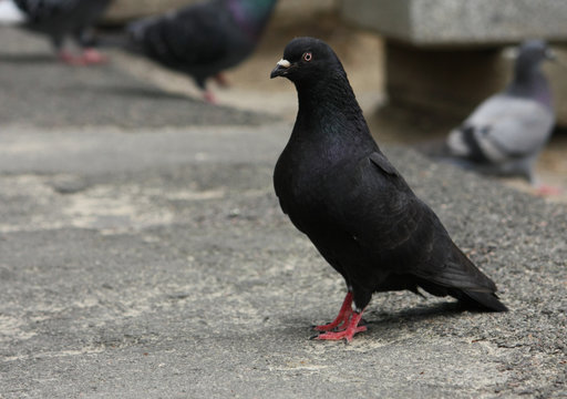 Black dove on the asphalt track