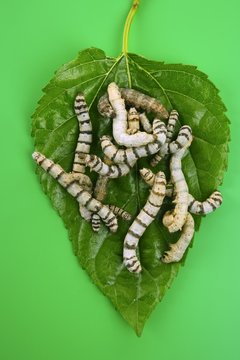 silkworms eating mulberry leaf closeup