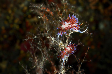 flabellina rosa