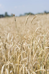 zboże 2 © kreatorex