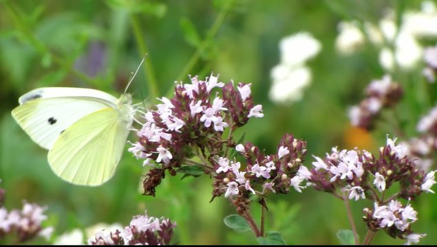Cabbage white butterfly
