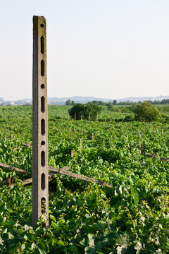 Vigna - Valpolicella