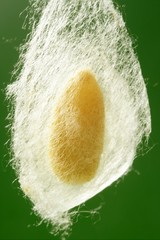 cocoon of silkworm hanging on silk worm net © lunamarina