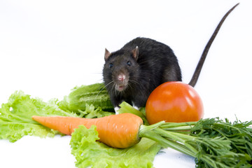 Rat in vegetables