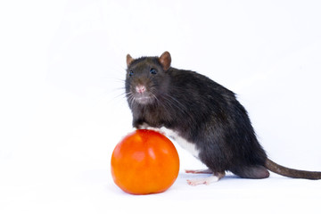 Rat and tomato