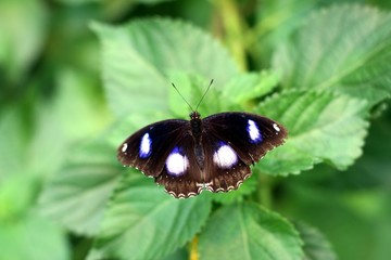 Great Eggfly or Hypolimnas bolina butterfly