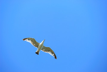 Seagull in flight against the blue sky