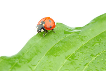 ladybug on leaf