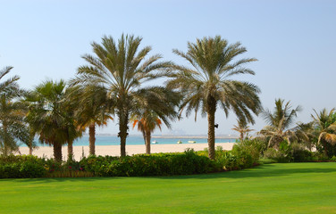 Obraz na płótnie Canvas Palmy na plaży luksusowy hotel, Dubaj, Zjednoczone Emiraty Arabskie