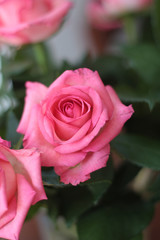 Rosa Rose 210710