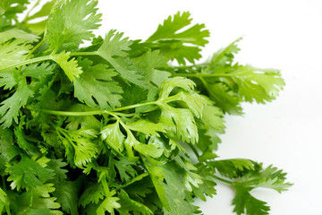 Tomato and cucumber with  coriandr