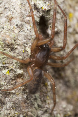 Hunting spider sitting on wood. Macro photo.
