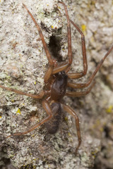 Hunting spider on wood. Macro photo.
