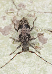 Black-clouded Longhorn Beetle (leiopus nebulosus)