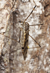 Daddy longlegs. Macro photo.