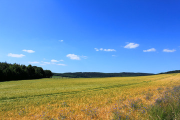 Naklejka premium rural landscape with fields forest blue sky and white clouds