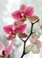 Orchideé Orchideen 220710