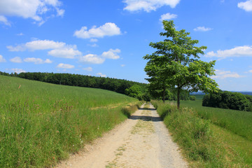 Fototapeta na wymiar rural path green field trees blue sky white clouds