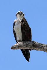 Osprey Pandion haliaetus