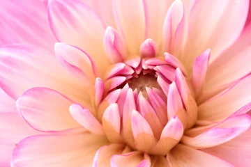 Photo sur Plexiglas Dahlia Pink Dahlia