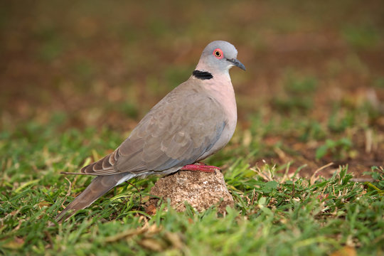African Mourning Dove