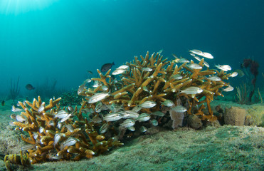 Fototapeta na wymiar Młodych ryb w kolonii Staghorn korala.