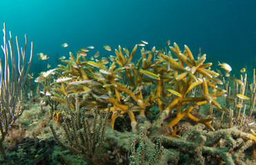Fototapeta na wymiar młodych ryb w kolonii Staghorn korala.