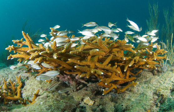 Juvenile fish in a colony of Staghorn coral.