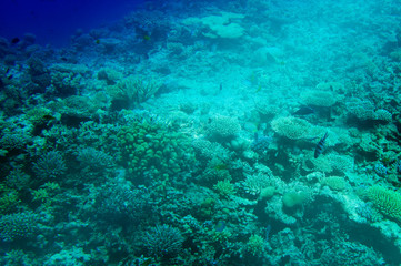 Astonishing undersea world of Red Sea.