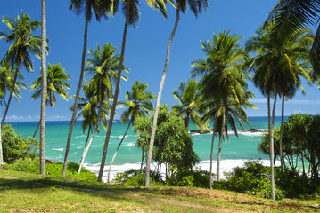 Fototapeta na wymiar Palm rowek i morze