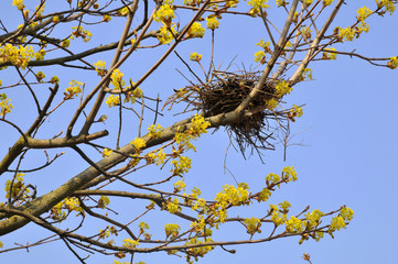 Nid d'oiseaux sur une branche d'arbre en fleurs