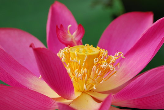 lotus