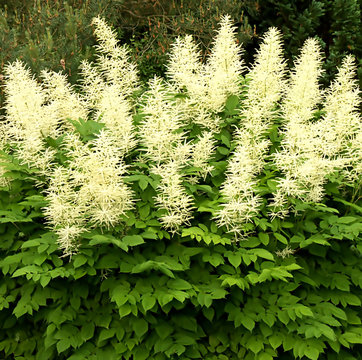 astilbe