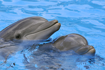 Gros plan de deux dauphins dans l'eau bleue