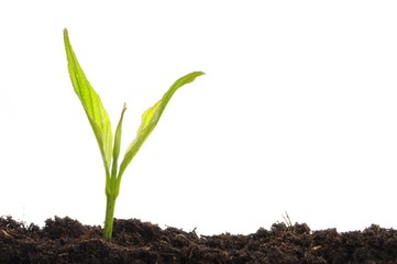 young plant on white